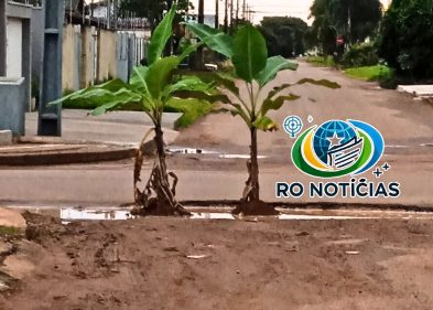 População planta bananeiras em buracos nas ruas de Rolim de Moura em protesto