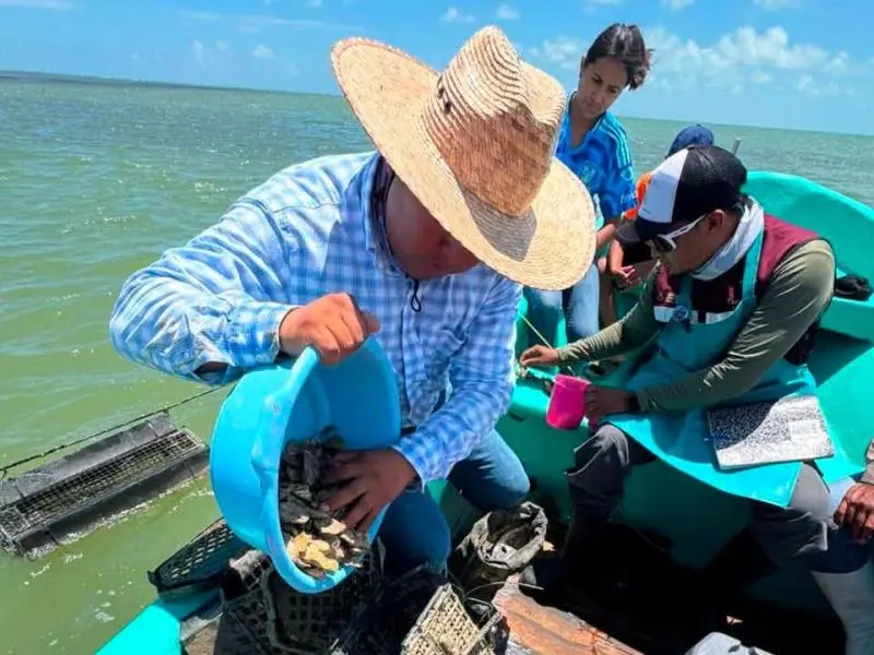 Dan seguimiento técnico al crecimiento de la actividad ostrícola en la Laguna Madre