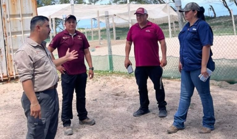 Refuerzan vigilancia y protección de tortugas marinas en campamentos de Tamaulipas