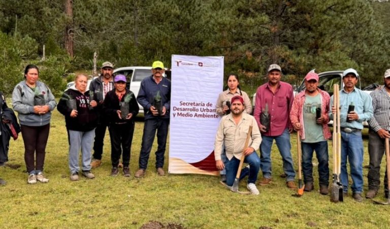 Rescata SEDUMA bosques dañados por incendios y plagas