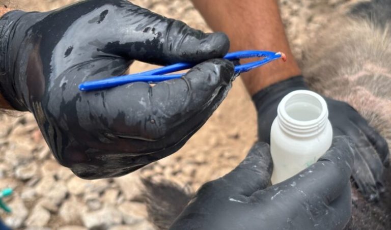 Tamaulipas refuerza acciones de vigilancia y prevención para contener plaga de gusano barrenador