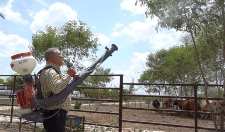 Intensifica Tamaulipas acciones de control en predios afectados por gusano barrenador