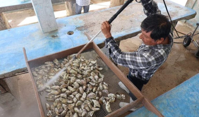 Supervisan unidades de producción de ostión en Las Higuerillas, municipio de Matamoros