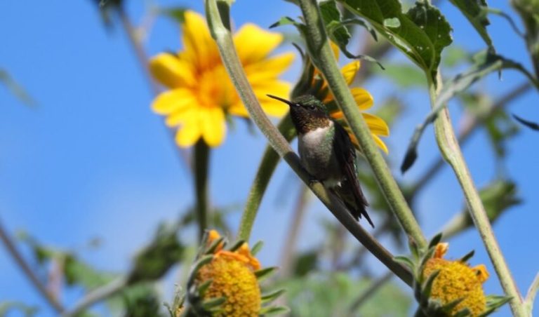 Protege Tamaulipas rutas naturales del colibrí de garganta rubí