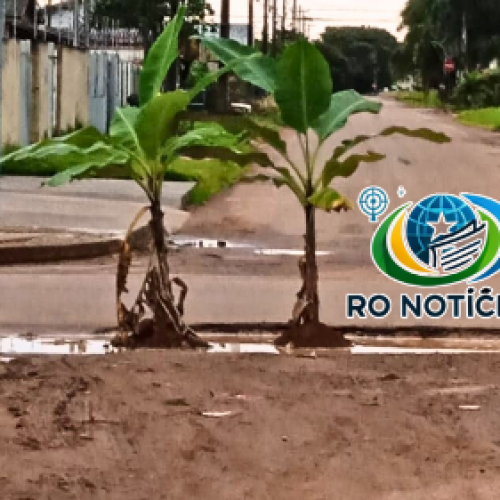 População planta bananeiras em buracos nas ruas de Rolim de Moura em protesto